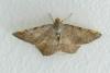 Macaria liturata